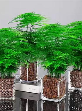 Wenzhu bonsai flowers easy to live plants indoor office h