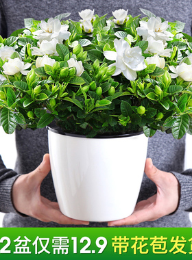 栀子花盆栽花卉绿植室内阳台桅子花枝枝花好养的花高颜值花植物