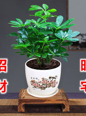 好养四季常青八方来财鸭脚木室内绿植盆栽花卉发财树招财树好养客