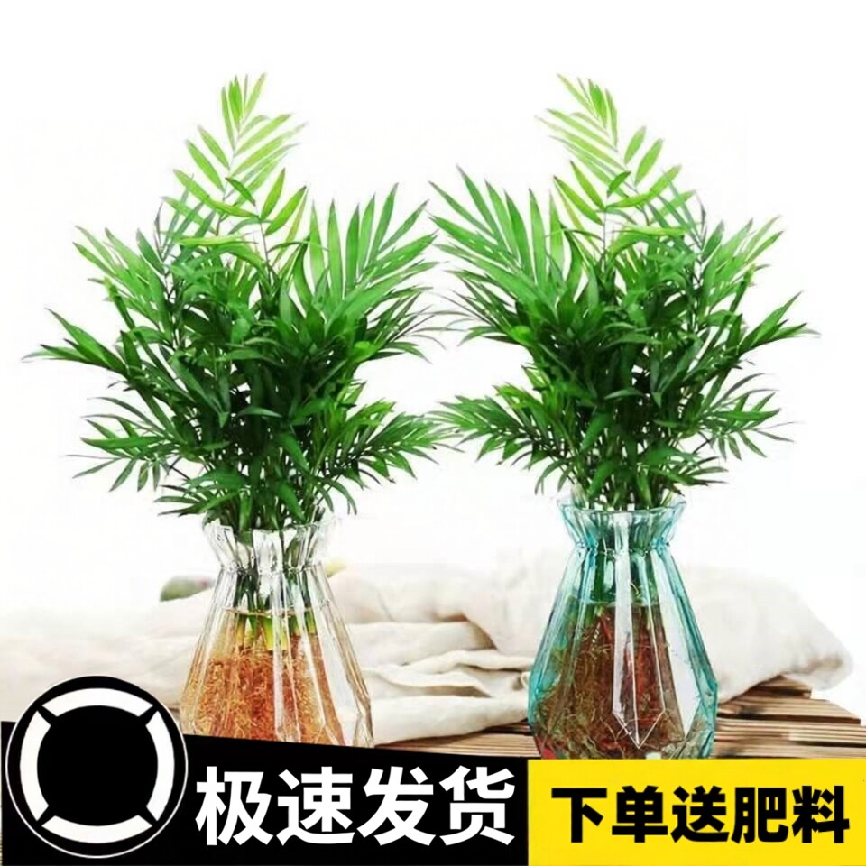 袖珍椰子盆栽富贵椰子绿植盆栽懒人 植物花卉盆景花卉好养植物