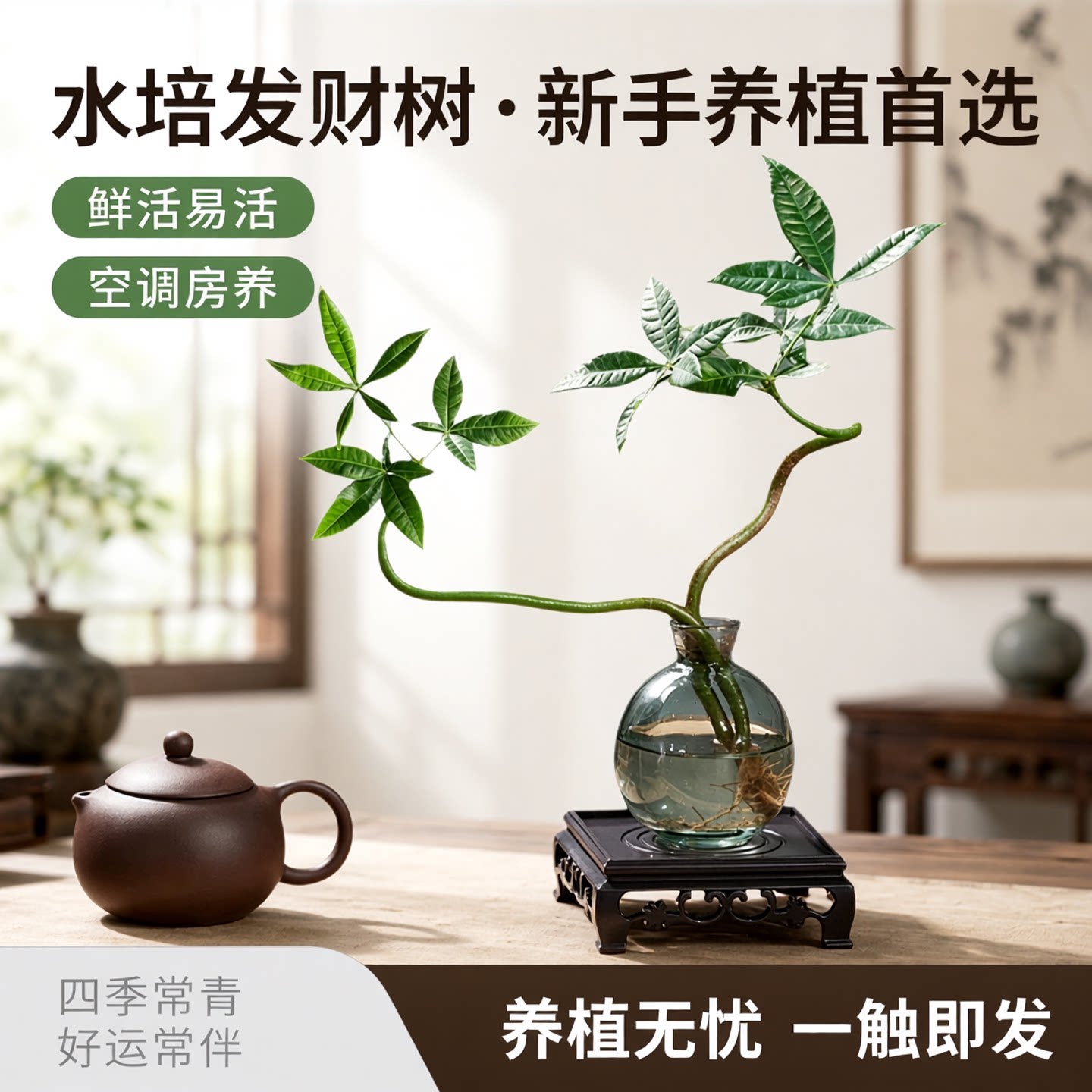 【恭喜发财】水培植物发财树办公室内客厅桌面花卉盆栽净化绿植图片