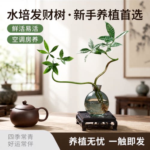 【恭喜发财】水培植物发财树办公室内客厅桌面花卉盆栽净化绿植