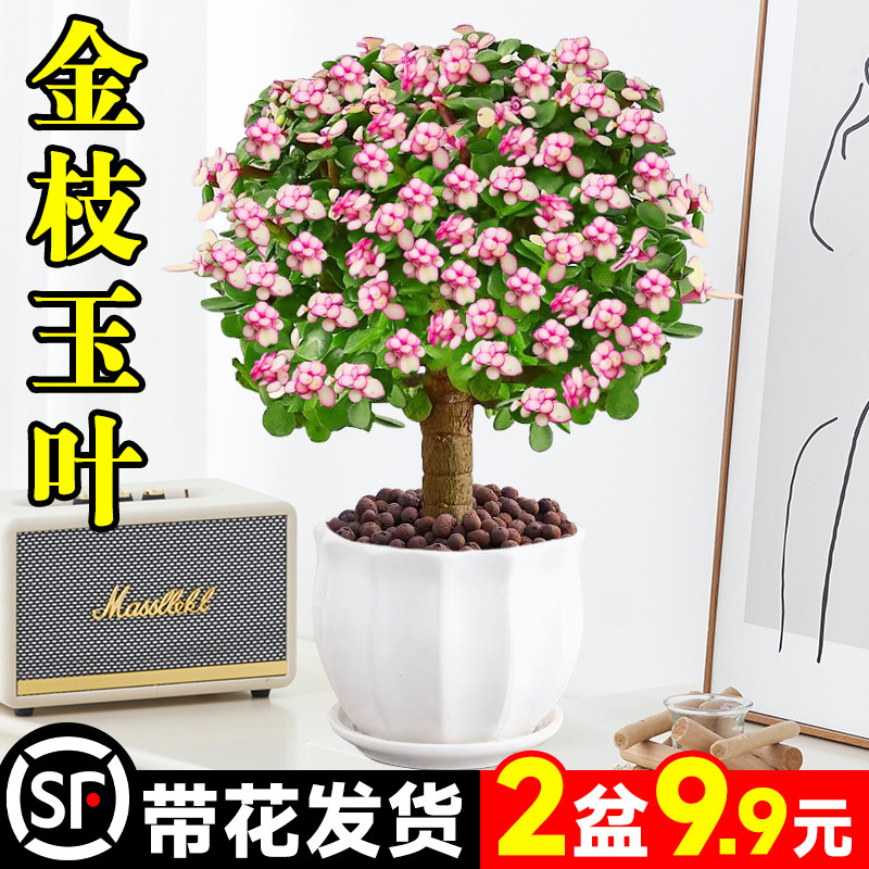 金枝玉叶盆栽老桩多肉水培植物室内花办公室绿植好养净化空气图片