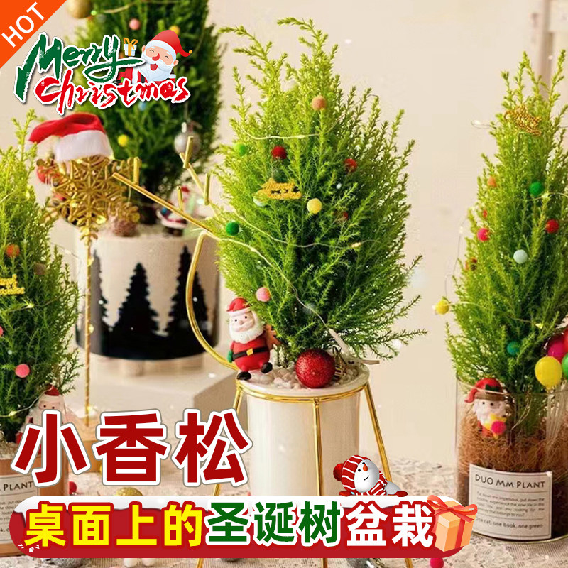 香冠柏小香松盆栽植物圣诞树棒棒糖盆栽室内植物四季圣诞绿植礼品图片