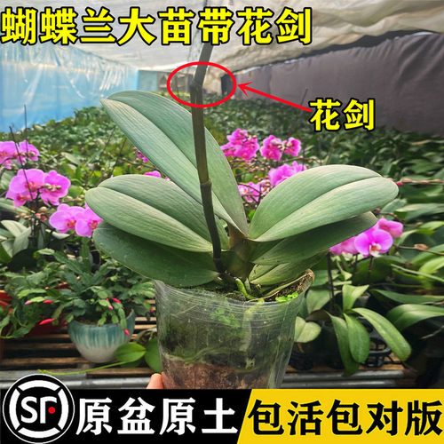 蝴蝶兰花苗盆栽带花剑花苞大苗花卉植物室内绿植多季开花水培植物