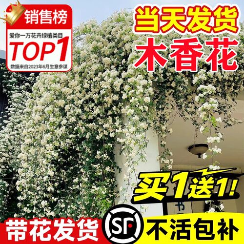 白木香花苗爬藤植物室内外阳台庭院红黄木香花卉绿植四季开花好养