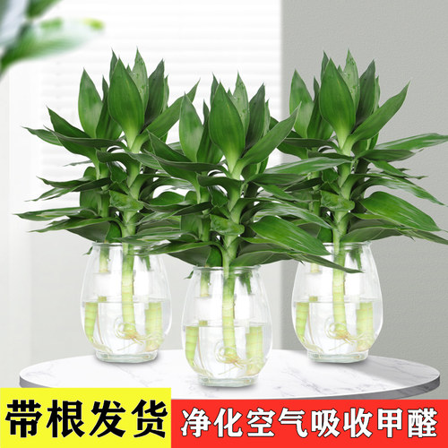 包邮观音竹水生观叶节节高养绿植