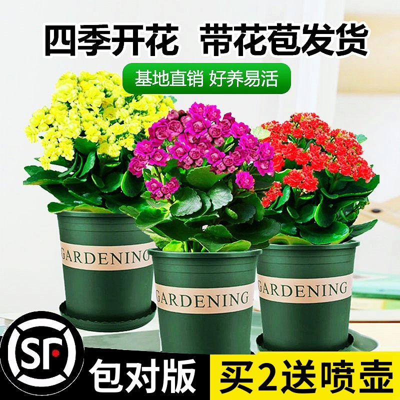 长寿花盆栽重瓣金狐狸大花带花苞花苗四季室内开花好养的花卉植物