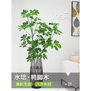 水培鸭脚木盆栽绿植物室内客厅鲜切日本吊钟平替水养马醉木在树下