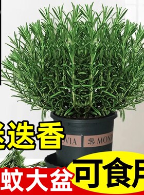 迷迭香苗盆栽可食用驱蚊植物香草薄荷苗水培花卉绿植物室内煎牛排