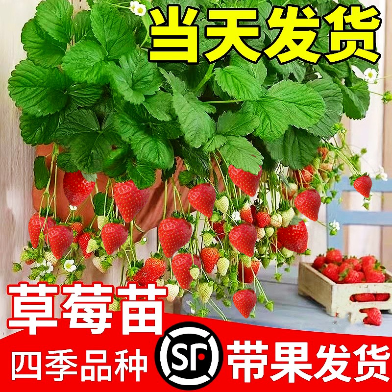 奶油草莓苗盆栽带盆带土种籽子可食用红颜四季结果阳台种植新苗秧