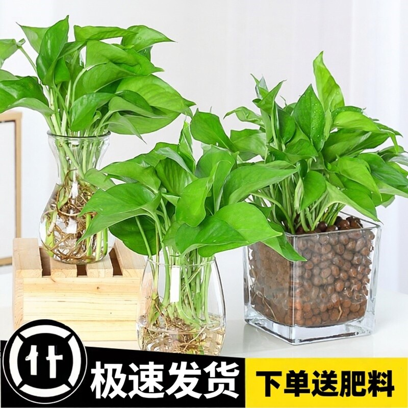 绿萝盆栽室内高颜值花净化空气植物花卉水培绿植吊兰长藤大叶绿箩