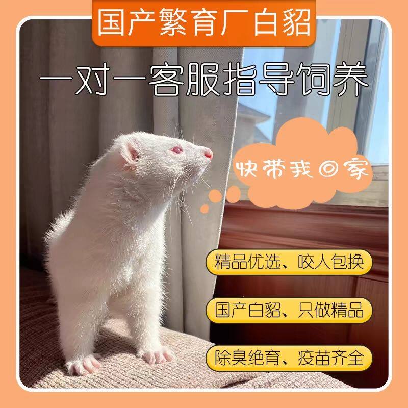水貂幼崽活体宠物满月发货安格鲁雪貂宠物貂粘人可爱学生幼宠