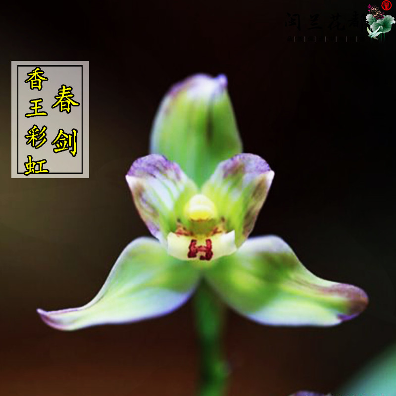 兰花苗春剑铭品香王彩虹原生老种冬带花苞客厅花卉阳台绿植好养活