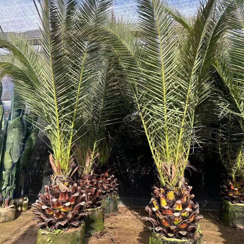加拿利海枣树庭院户外大型绿植耐寒苗木棕榈海藻四季常青绿化风景
