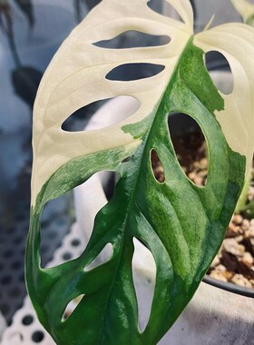 发现植物/白锦仙洞龟背竹锦M Adansoni Variegated稀有观叶植物