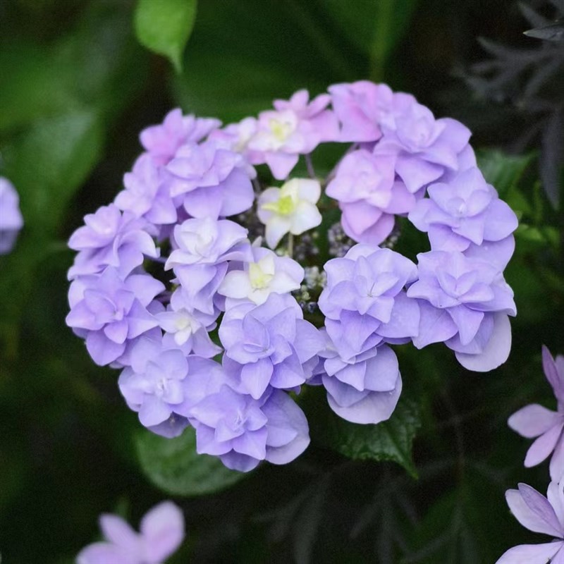 花为序 绣球中小苗安妮公主头花细高跟新手好养庭院地栽