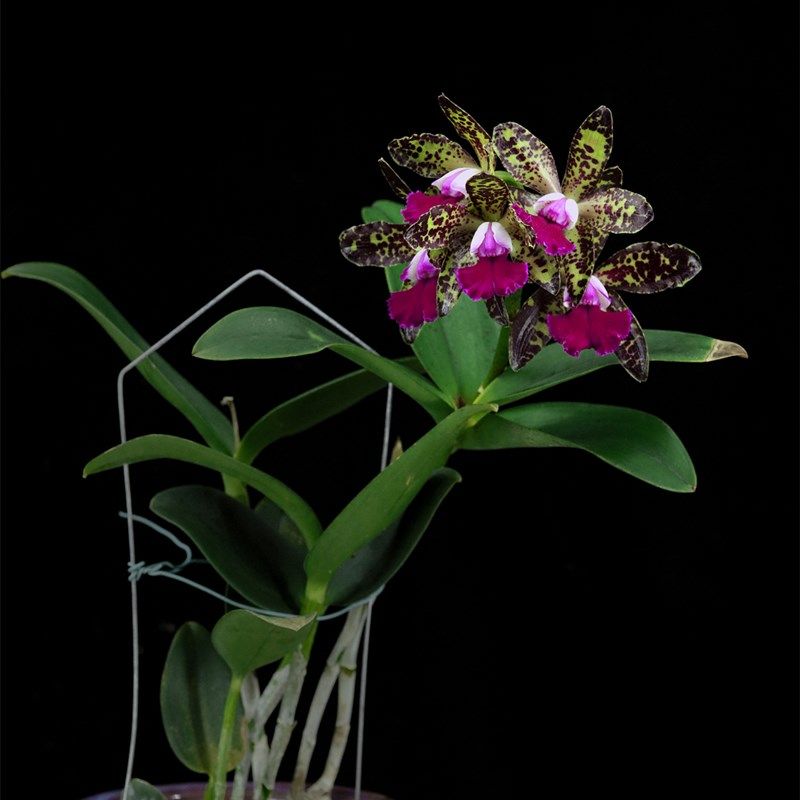 番茄雅韵堂Rlc. Yuan Dung Python 元盾蟒浓香多花阳台卡特兰花