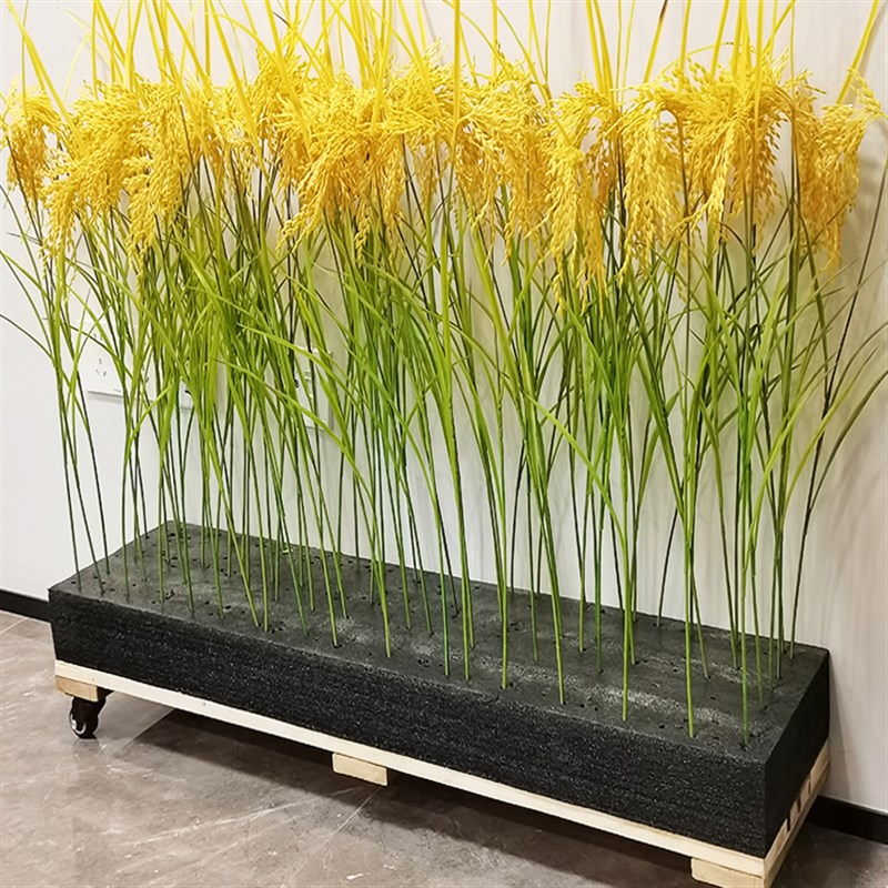 禾下乘凉梦假稻田麦穗  舞蹈稻穗水稻麦穗 道具  稻田里的中国梦