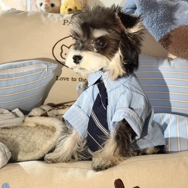 【娃衣】宠物玩偶娃衣着替衣服小狗日记条纹衬衫毛绒玩具娃衣配饰,模玩/动漫/周边/娃圈三坑/桌游,棉花娃娃/毛绒玩具娃衣,淘宝优惠券,粉丝福利购,淘宝优惠卷