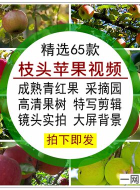 枝头苹果视频素材青红成熟采摘园果树高清特写背景镜头实拍无水印
