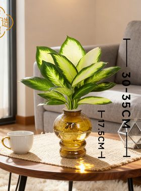 【灵犀物造】水培植物玛丽安万年青30-35cm室内好养桌面摆放绿植