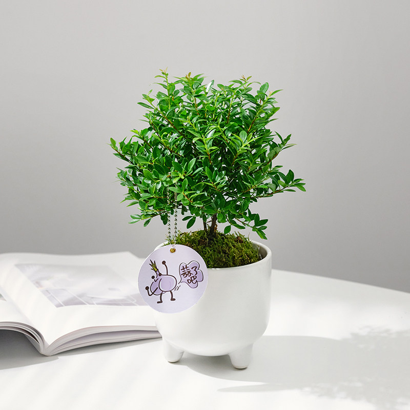 小叶赤楠盆景红杨盆栽老桩花盆迷你造型室内树苗办公室绿植好养活