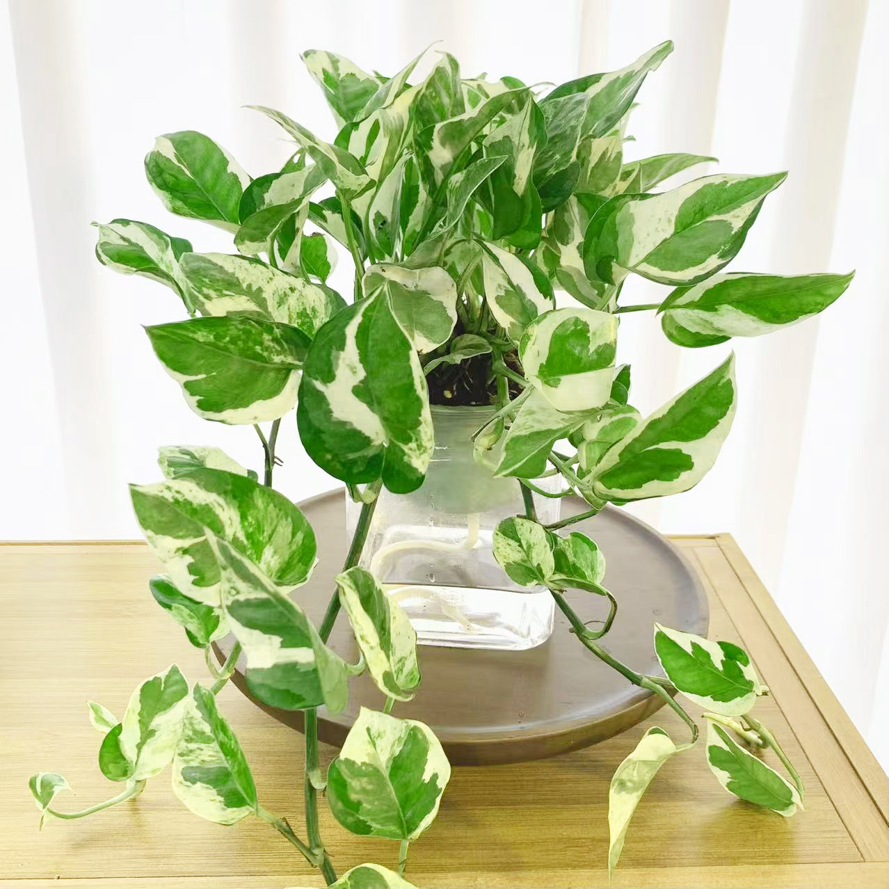 白金葛室内吸水盆盆栽净化空气