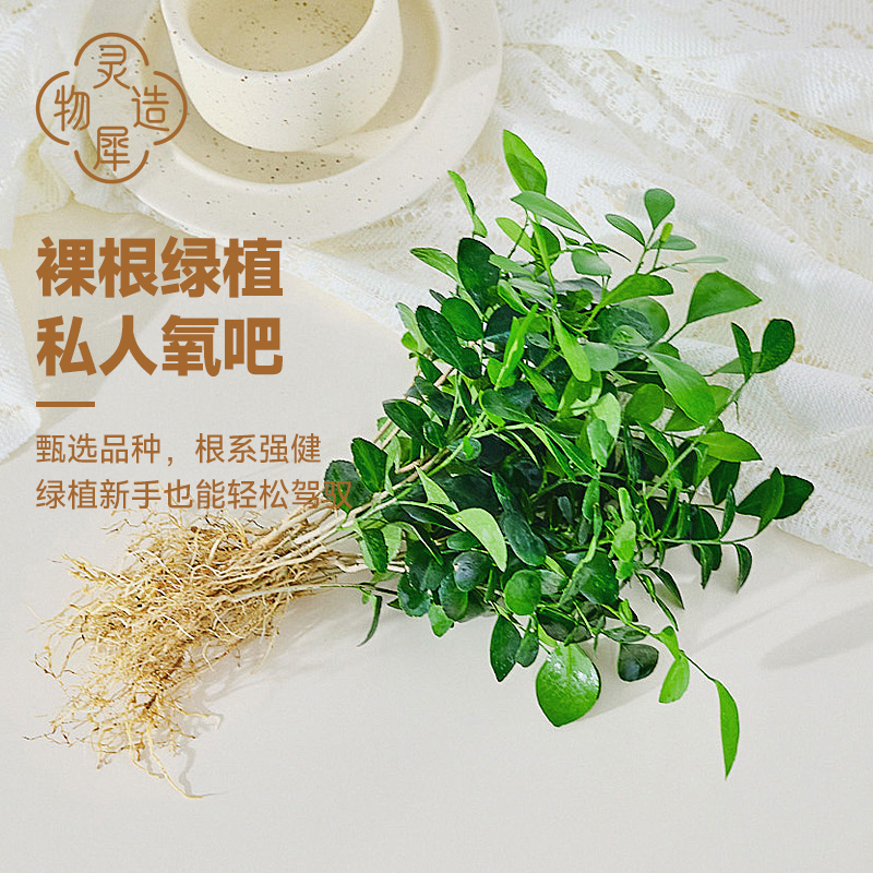 裸根水培植物好养办公室水培绿植