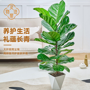 【灵犀物造】80-100cm大叶琴叶榕室内落地摆放观赏绿植净化空气
