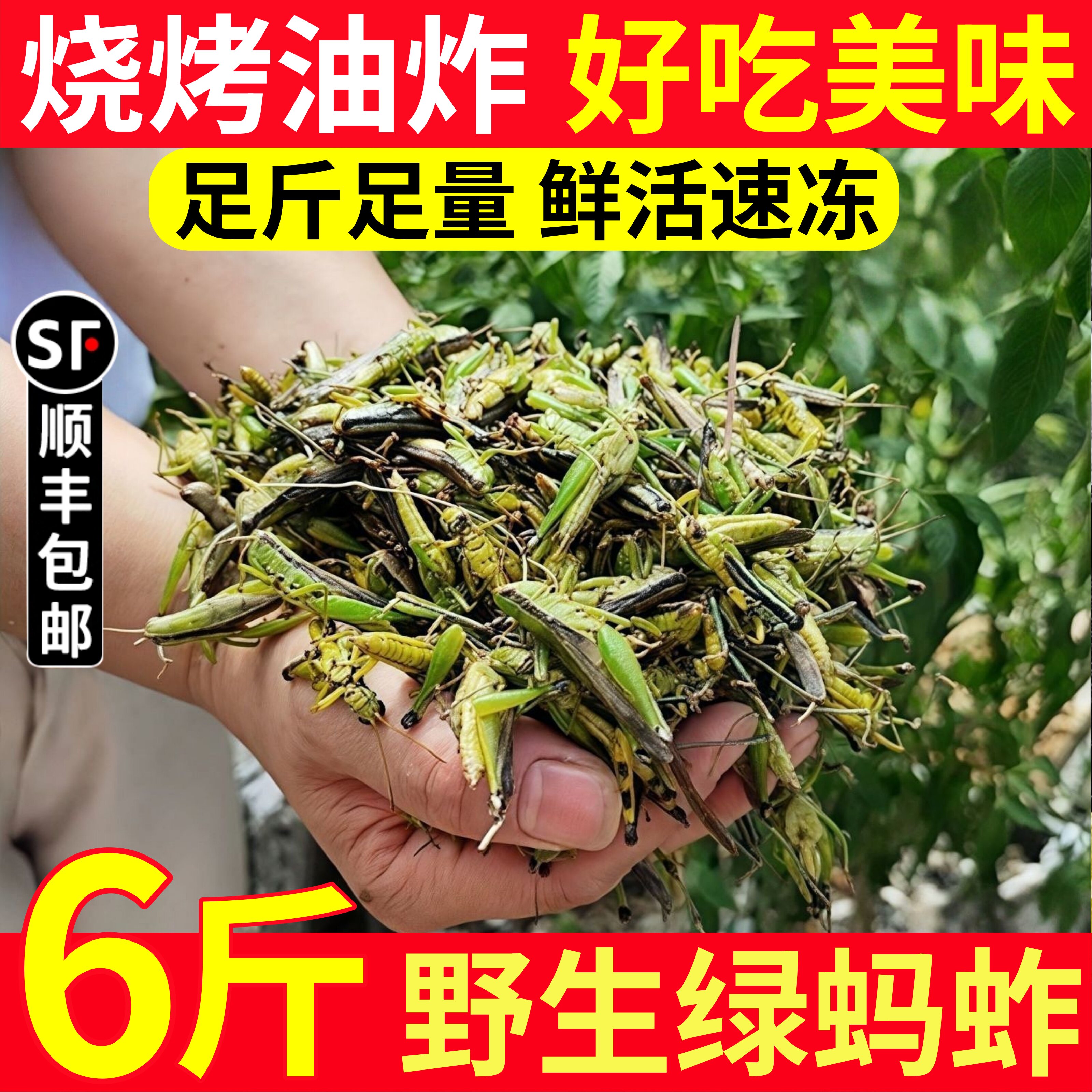 蚂蚱新鲜活体速冻蚂蚱油炸即食虫子美食烧烤昆虫美食蚱蜢蝗虫食用