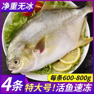 金鲳鱼新鲜冷冻特大鲳鳊鱼金昌鱼海鱼鲜活海鲜平鱼白鲳冰鲜银鲳鱼