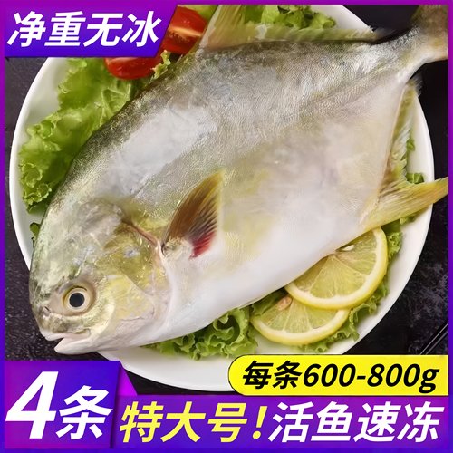 大海十三特大金鲳鱼600-800g/条