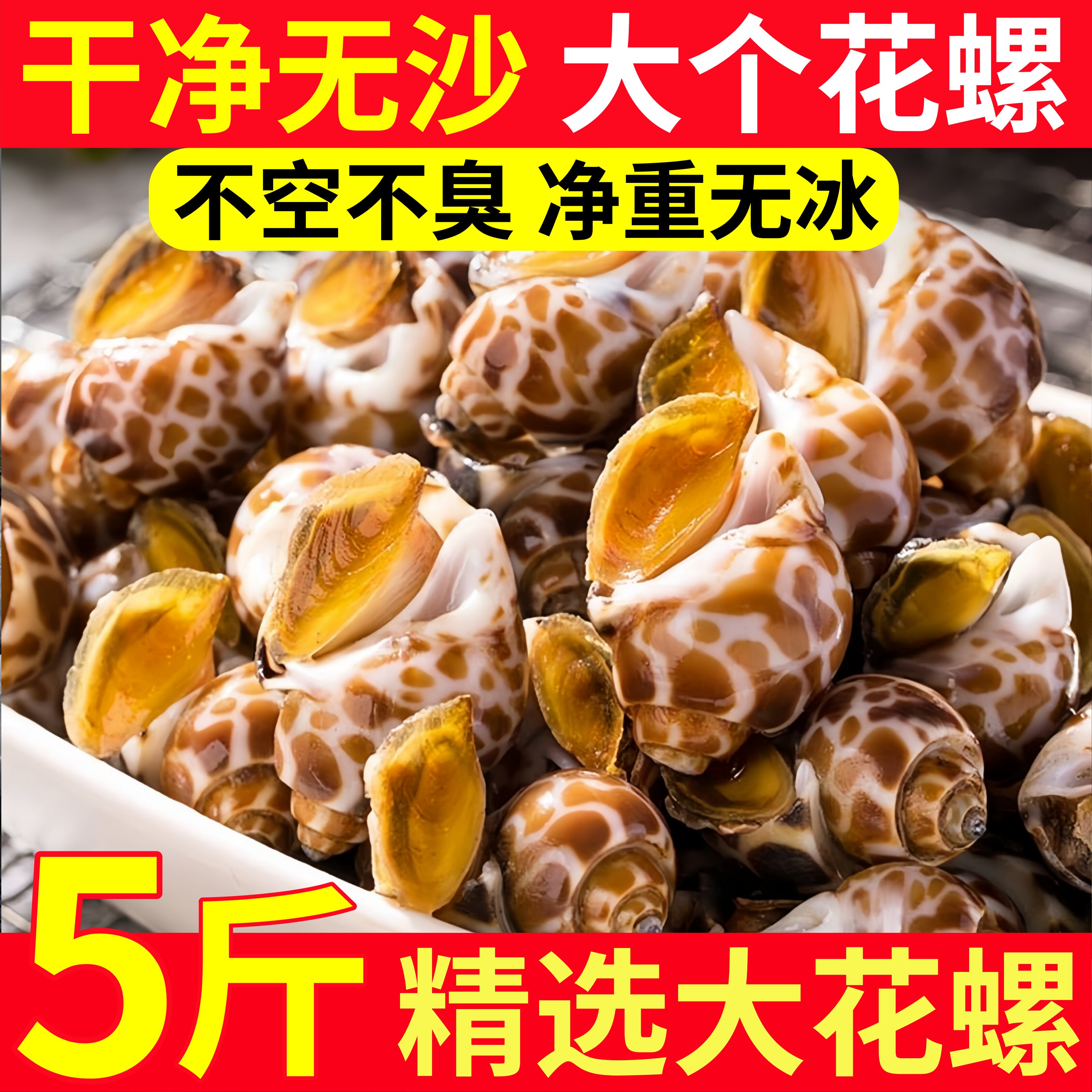 花螺鲜活新鲜海螺特大号海鲜水产鲜活鲜冻冷冻东风螺特大花螺贝类
