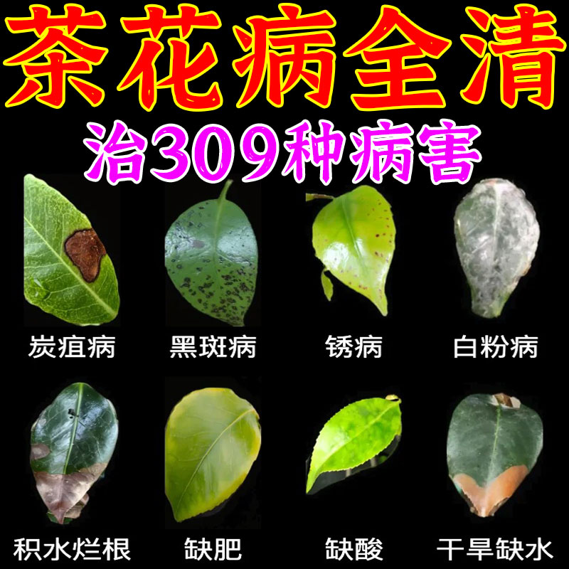 茶花黑斑病专用要肥料叶斑病叶子发黄枯叶焦尖掉花苞营养液杀菌药