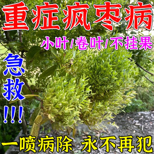 枣疯病专用药治炭疽果腐防落果小叶病卷叶黄化枯萎枣树杀菌专用剂