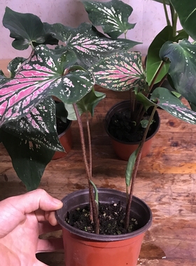 彩叶芋 红色闪光彩叶芋 粉色和声彩叶芋 白色帽子花叶芋  卡洛琳