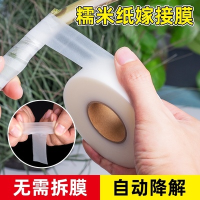 进口糯米子嫁接带果树花卉专用