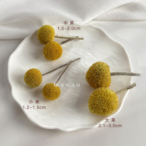 干果天然植物DIY材料居装饰摆设