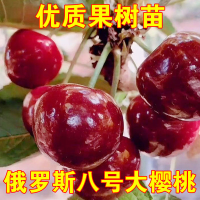 俄罗斯八号大樱桃树苗嫁接耐寒8号车厘子果苗南北方种植地栽盆栽
