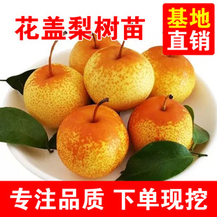 嫁接花盖梨树苗秋子梨树苗正宗酸梨树苗冻梨苗南北方种植耐寒果树