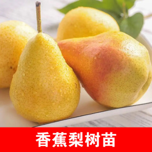 太婆梨树苗香软茄梨子香蕉梨葫芦梨软大头梨当年结果南方北方种植