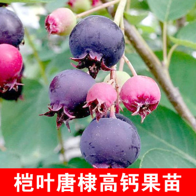 高钙桤叶唐棣耐寒钙果苗南北种植