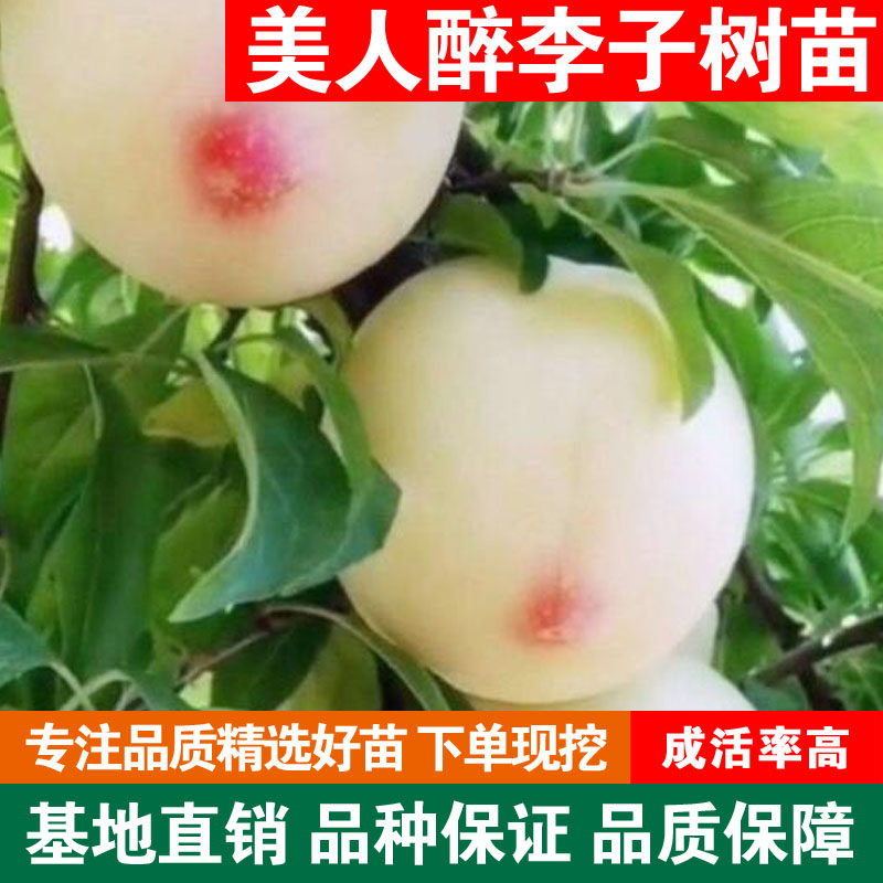 嫁接美人醉李子树苗南方北方种植特大早熟晚熟无核蜂糖当年结果苗