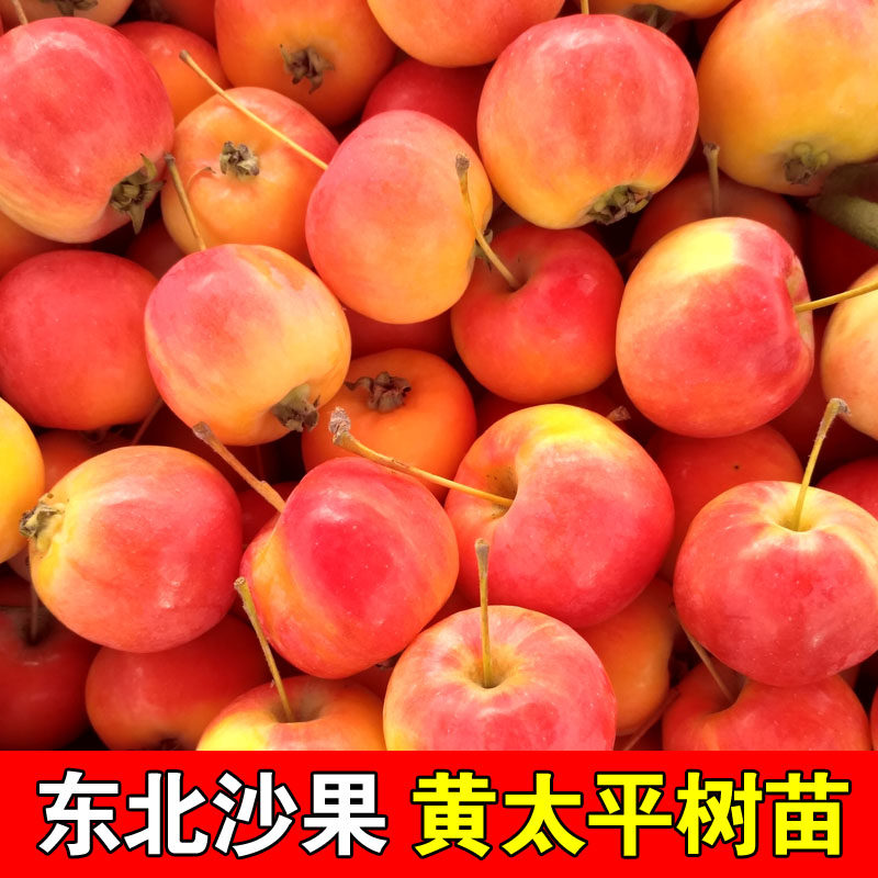 东北黄太平沙果树苗小苹果观赏食用品种盆栽地栽耐寒海棠果结果苗