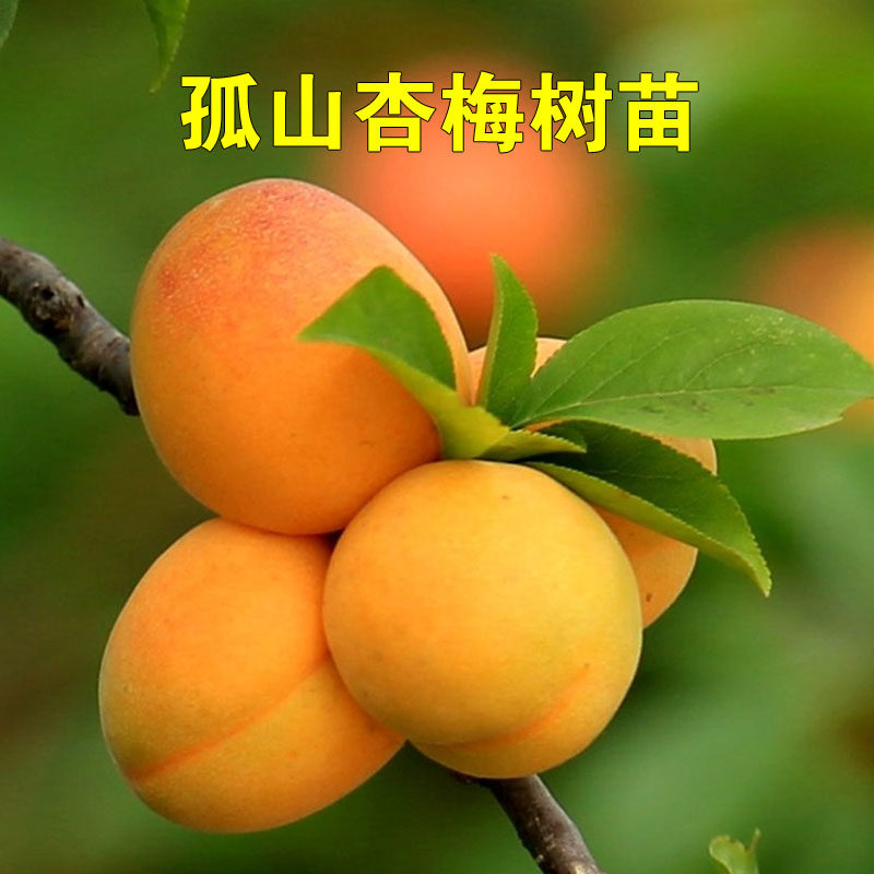 孤山杏梅果树苗观赏杏苗盆栽地栽杏梅苗南北方种植耐寒当年结果杏