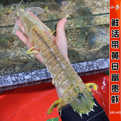 泰国皮皮虾价格 泰国皮皮虾图片 星期三