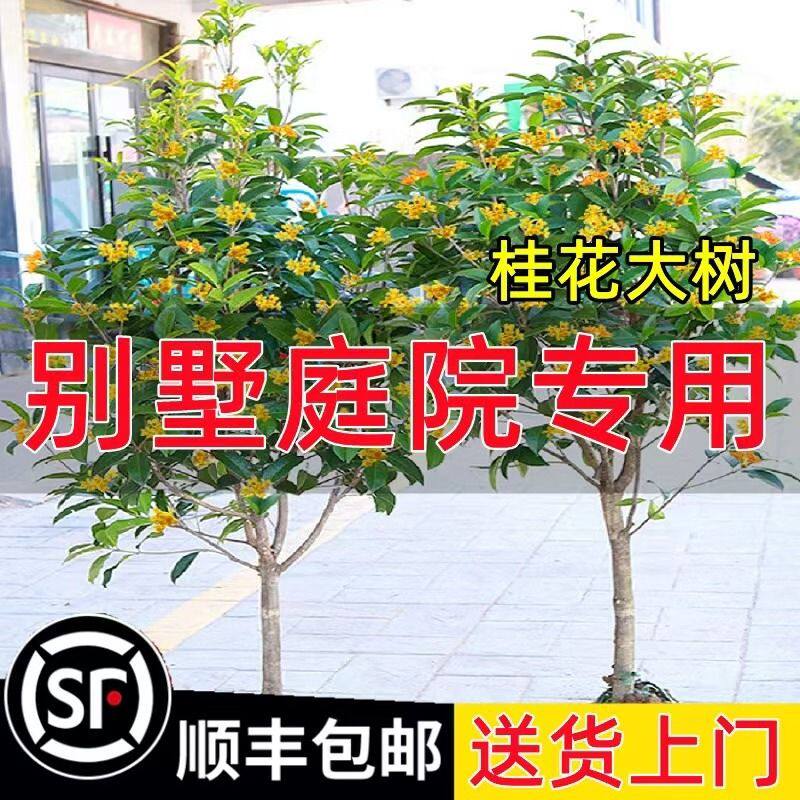 。原生地栽大型桂花树苗