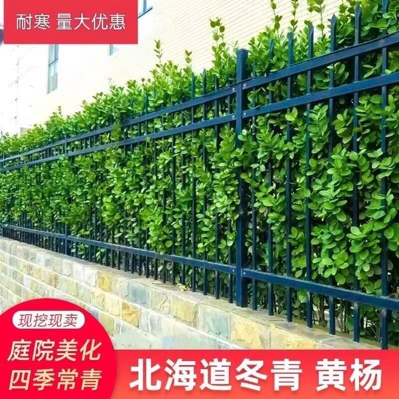 。四季常青耐寒绿篱树苗