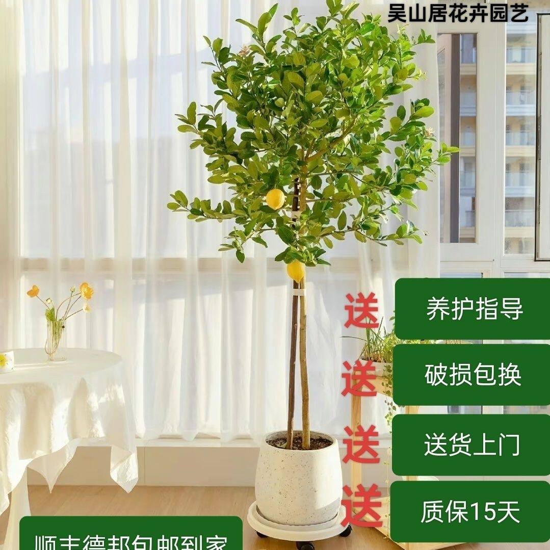 。四季结果柠檬树盆栽包